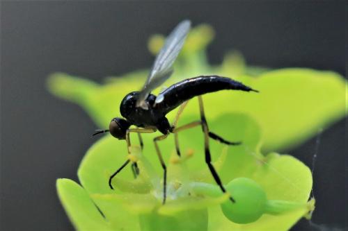 Empis nigritarsis